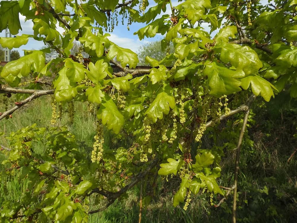 Cành lá và hoa cây sồi châu Âu — Quercus robur.