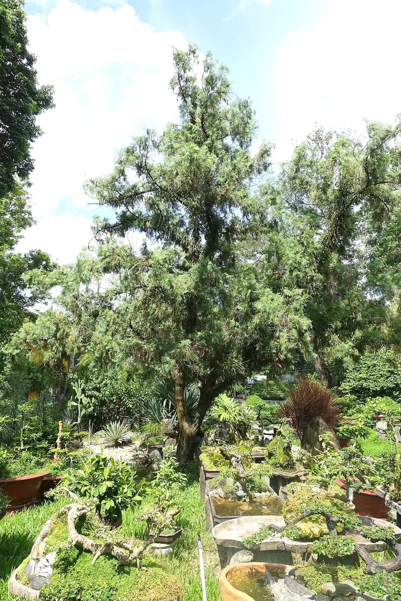 Cây bách xanh — Calocedrus macrolepis tại Thảo Cầm Viên Sài Gòn.
