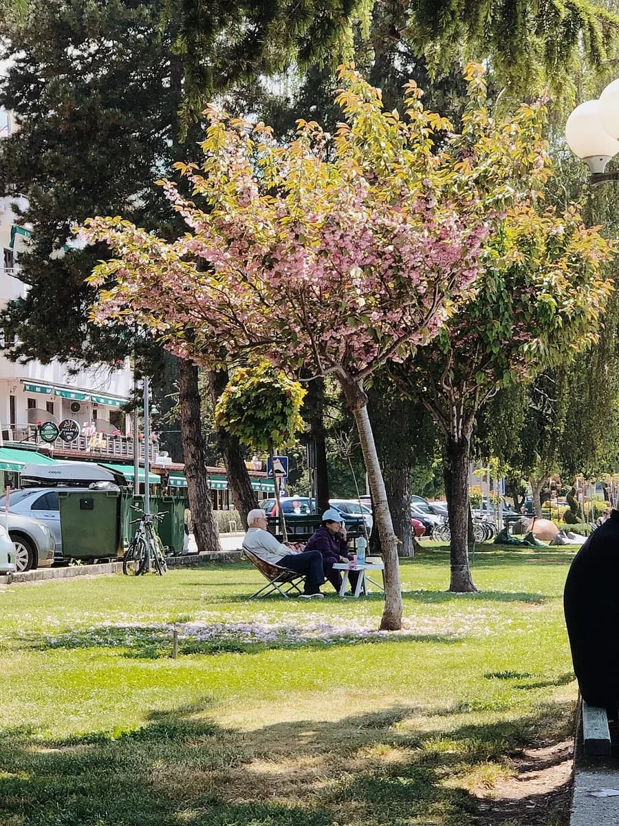 Cây mơ đang nở hoa — Prunus mume tại Ohrid.