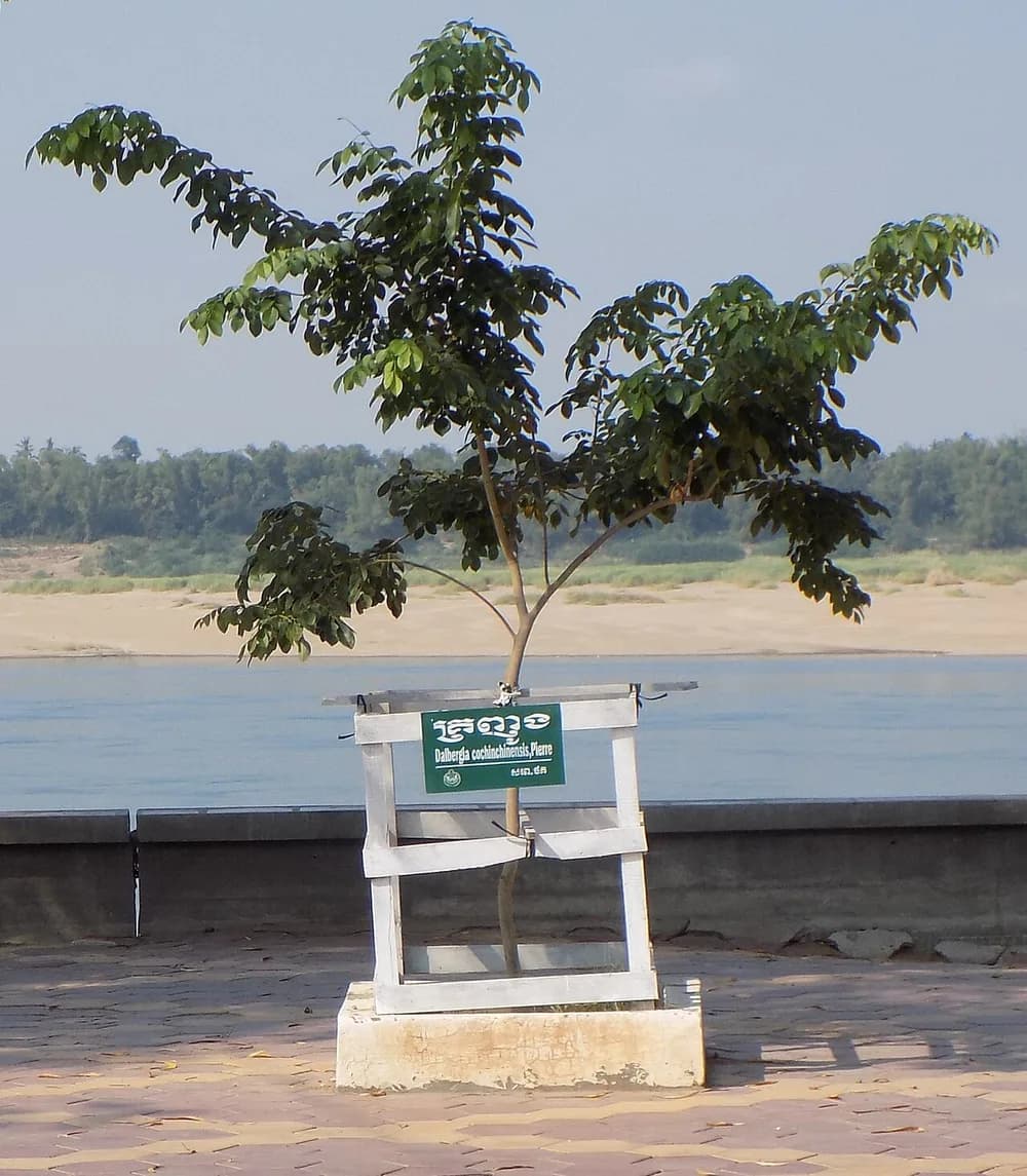 Cây trắc — Dalbergia cochinchinensis tại Kratie, Campuchia.