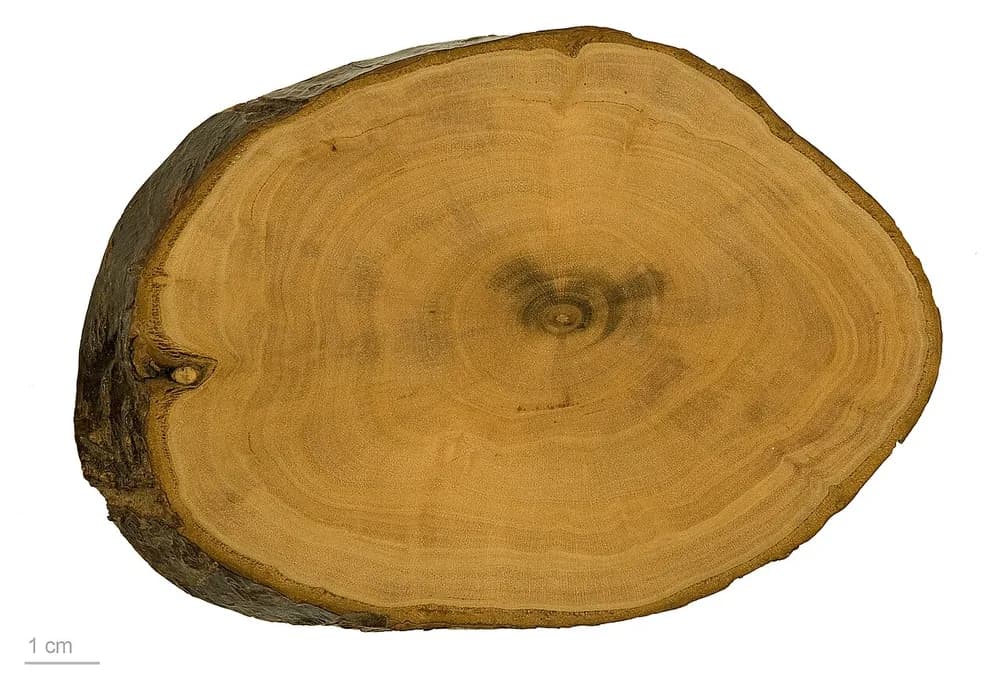 Mặt cắt ngang gỗ mơ — Prunus mume, Muséum de Toulouse.
