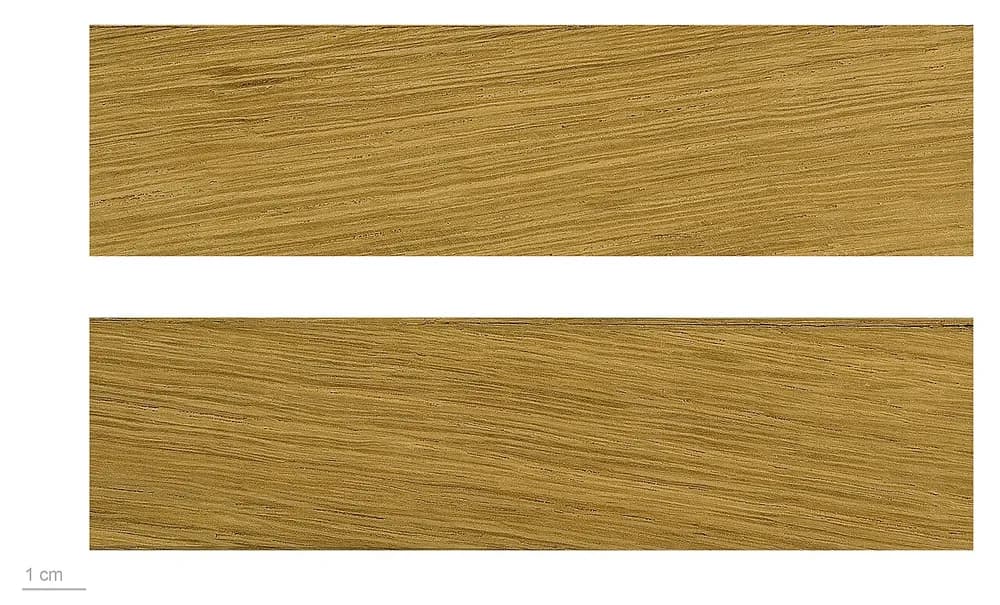 Mẫu gỗ sồi xẻ dọc — Quercus robur, Muséum de Toulouse.