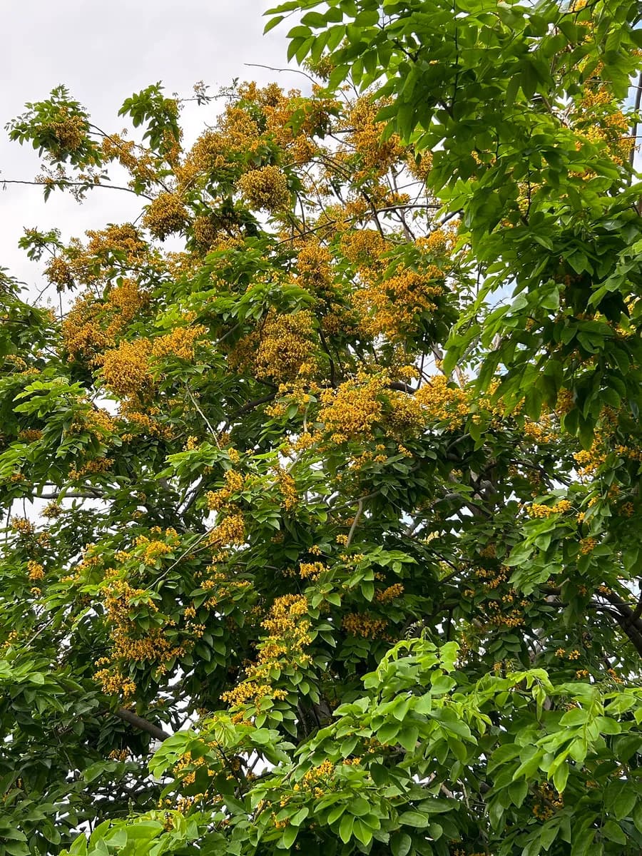 Tán cây giáng hương đang ra hoa — Pterocarpus macrocarpus.