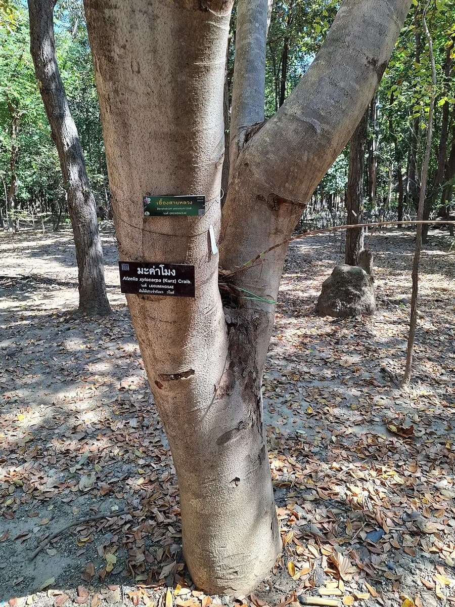 Thân cây gõ đỏ — Afzelia xylocarpa, có lan sống bám tại Chiang Mai.