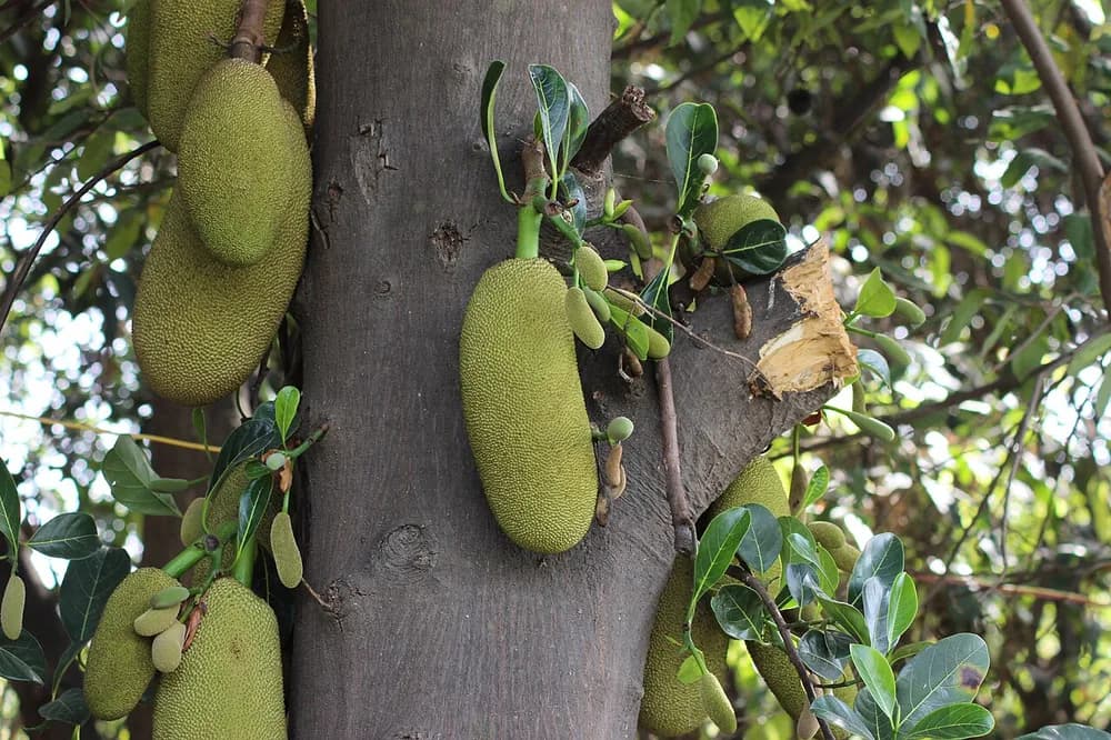 Thân, lá và quả cây mít — Artocarpus heterophyllus.